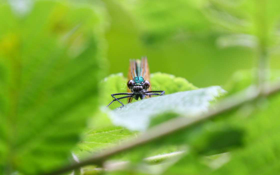 "Beautiful Demoiselle" stock image