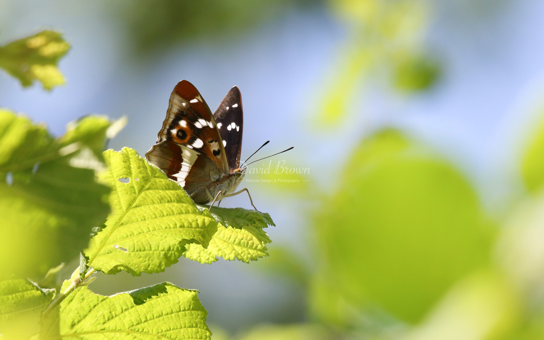 "Purple Emperor" stock image