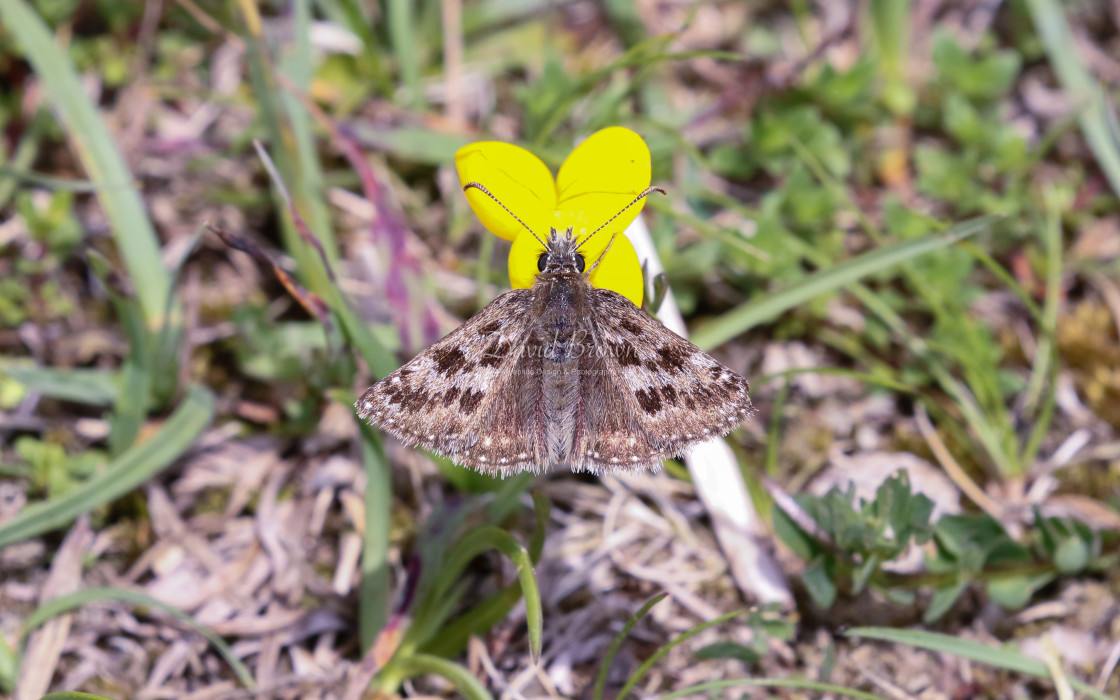 "Dingy Skipper" stock image