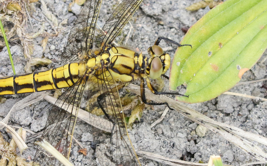 "Black-tailed Skimmer" stock image