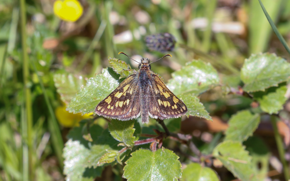 "Chequered Skipper" stock image