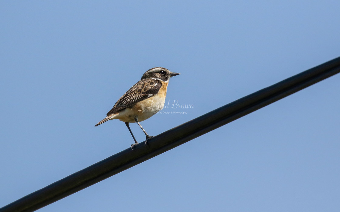 "Whinchat" stock image