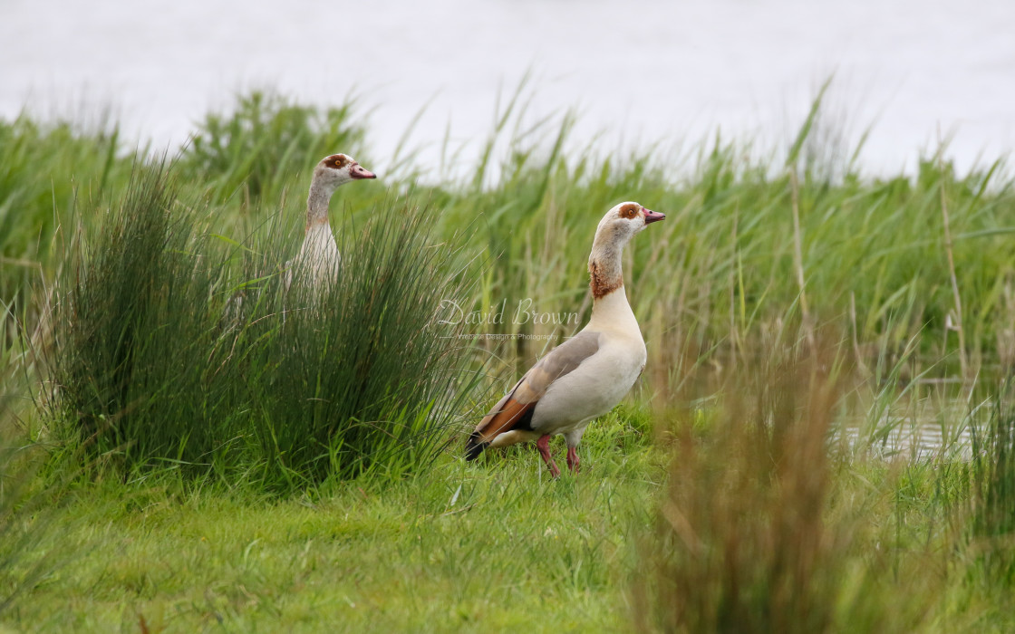 "Egyptian Geese" stock image