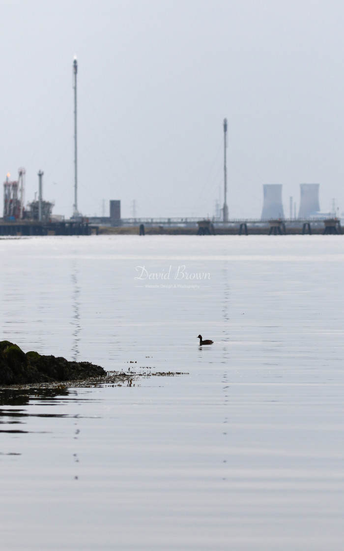 "Black-necked Grebe" stock image