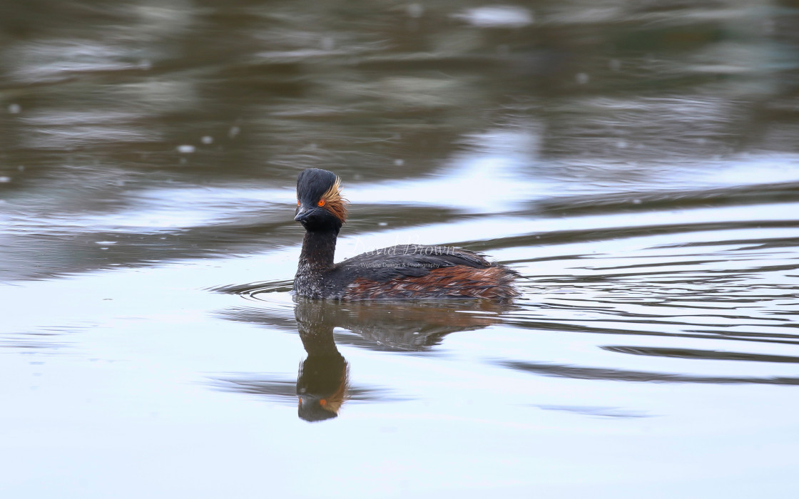 "Black-necked Grebe" stock image