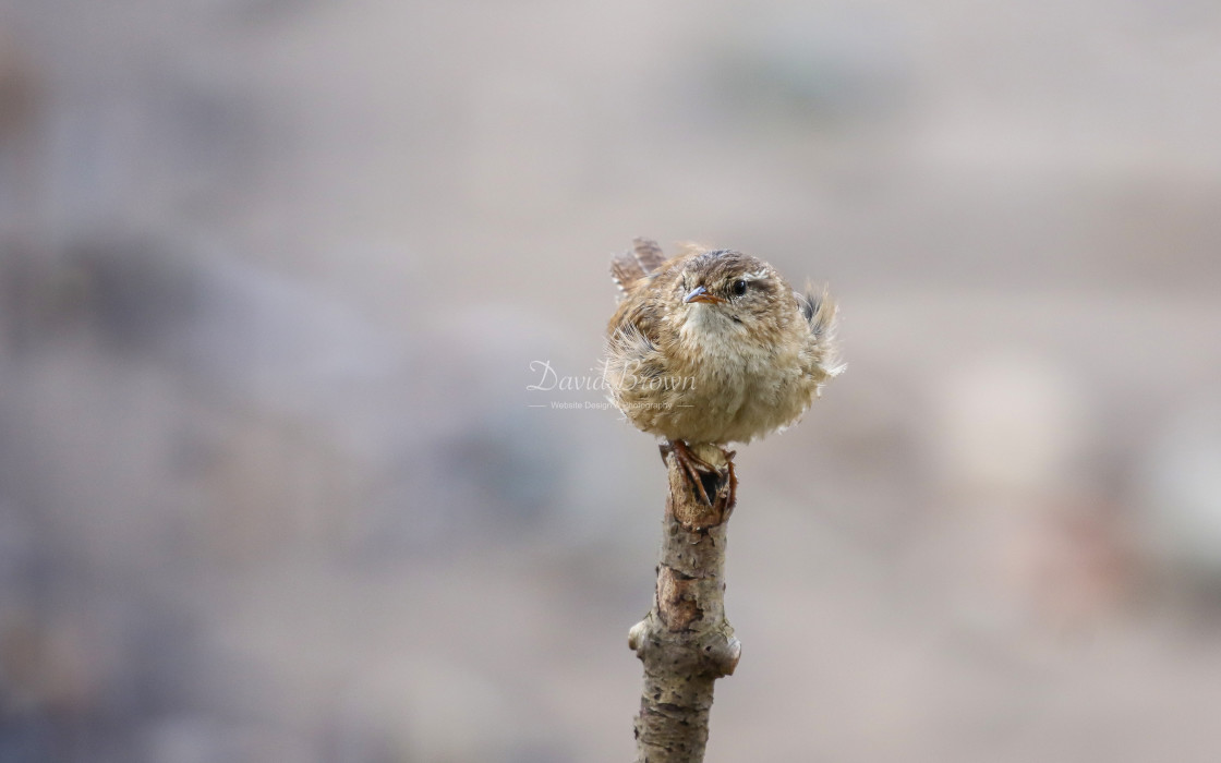 "Wren" stock image