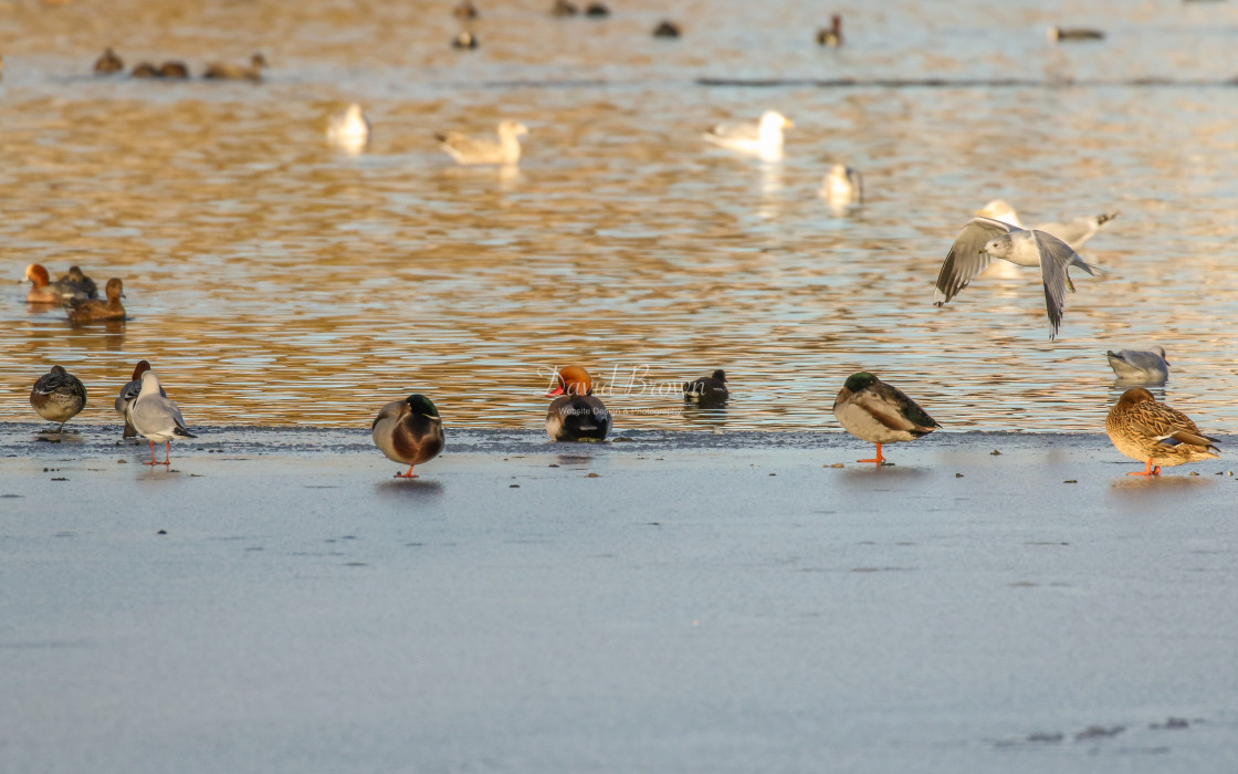 "Red-crested Pochard" stock image