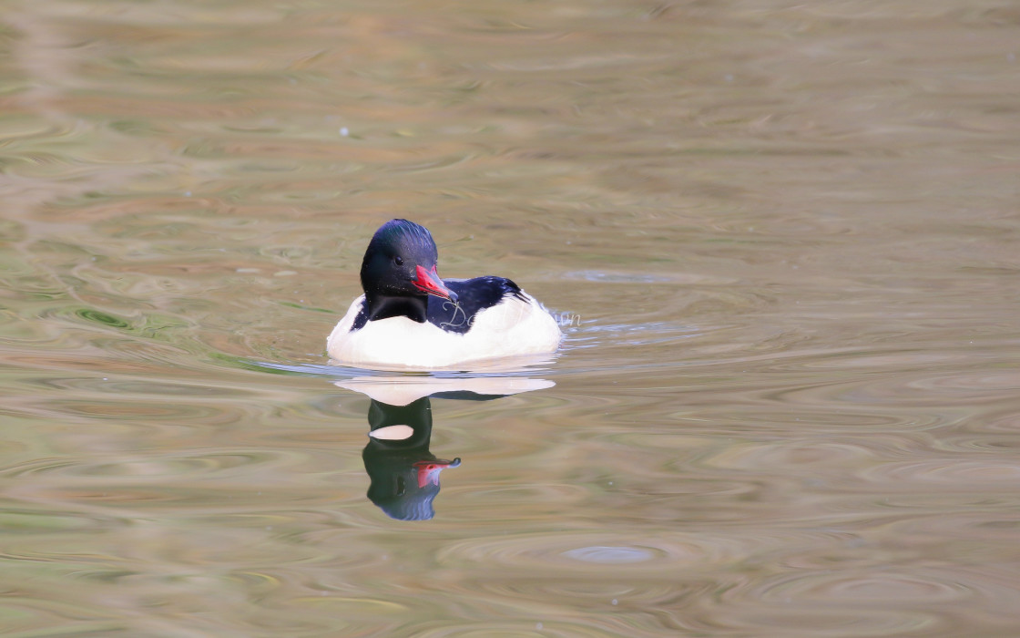 "Goosander" stock image