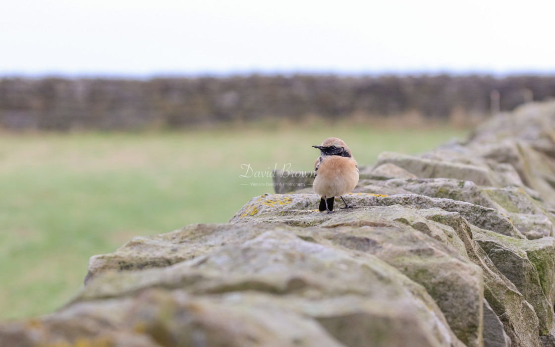 "Desert Wheatear" stock image