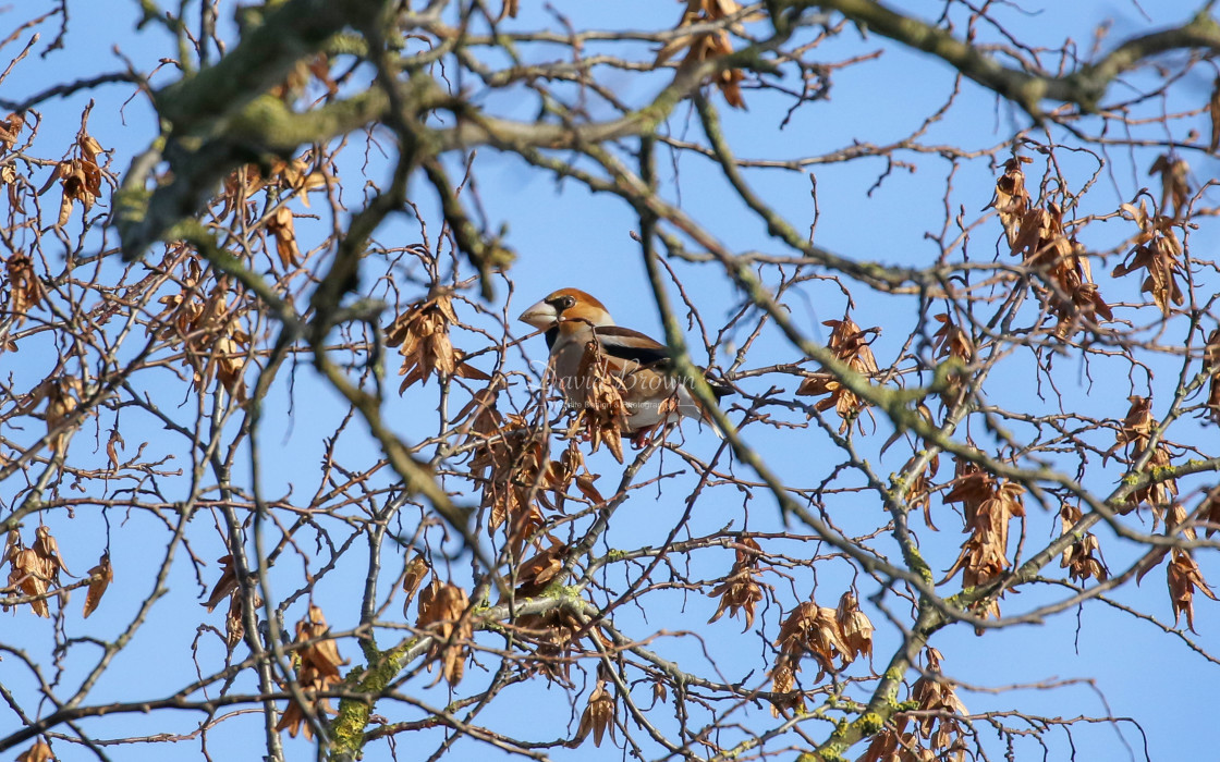 "Hawfinch" stock image