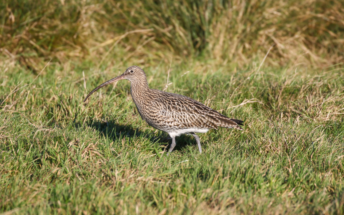 "Curlew" stock image