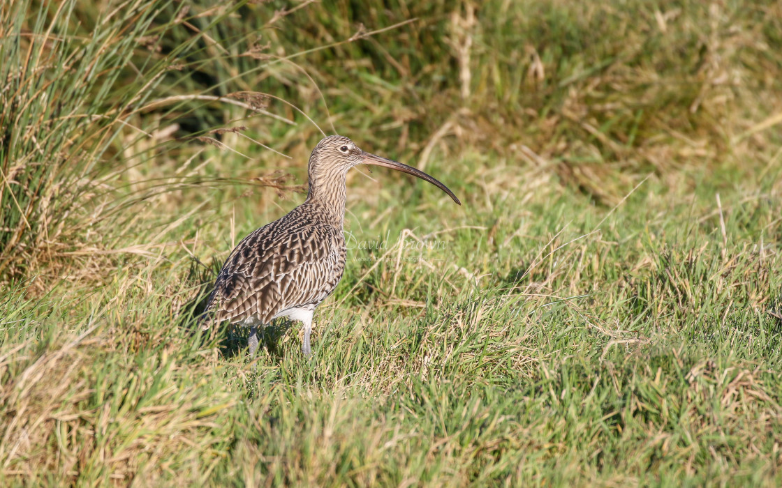 "Curlew" stock image