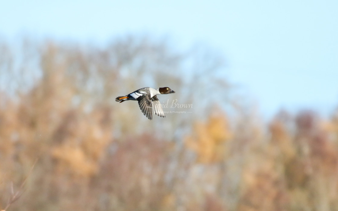 "Goldeneye" stock image