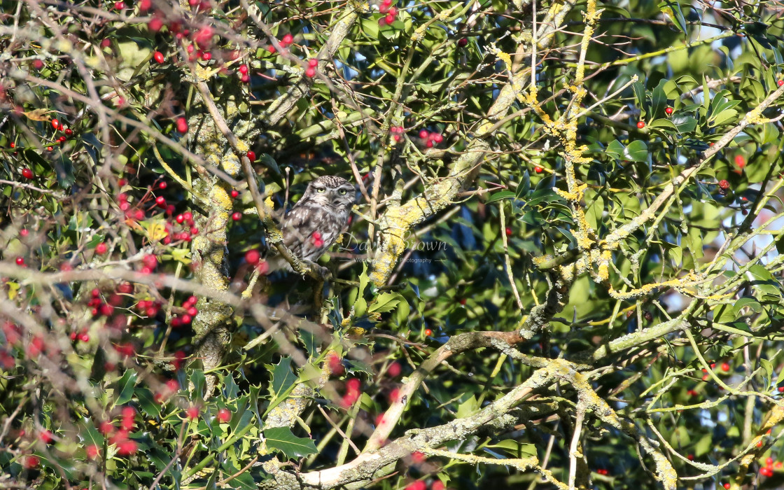 "Little Owl" stock image