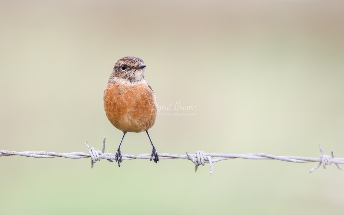 "Stonechat" stock image