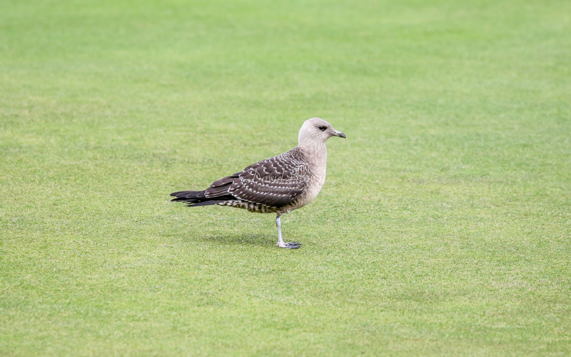 "Long-tailed Skua" stock image