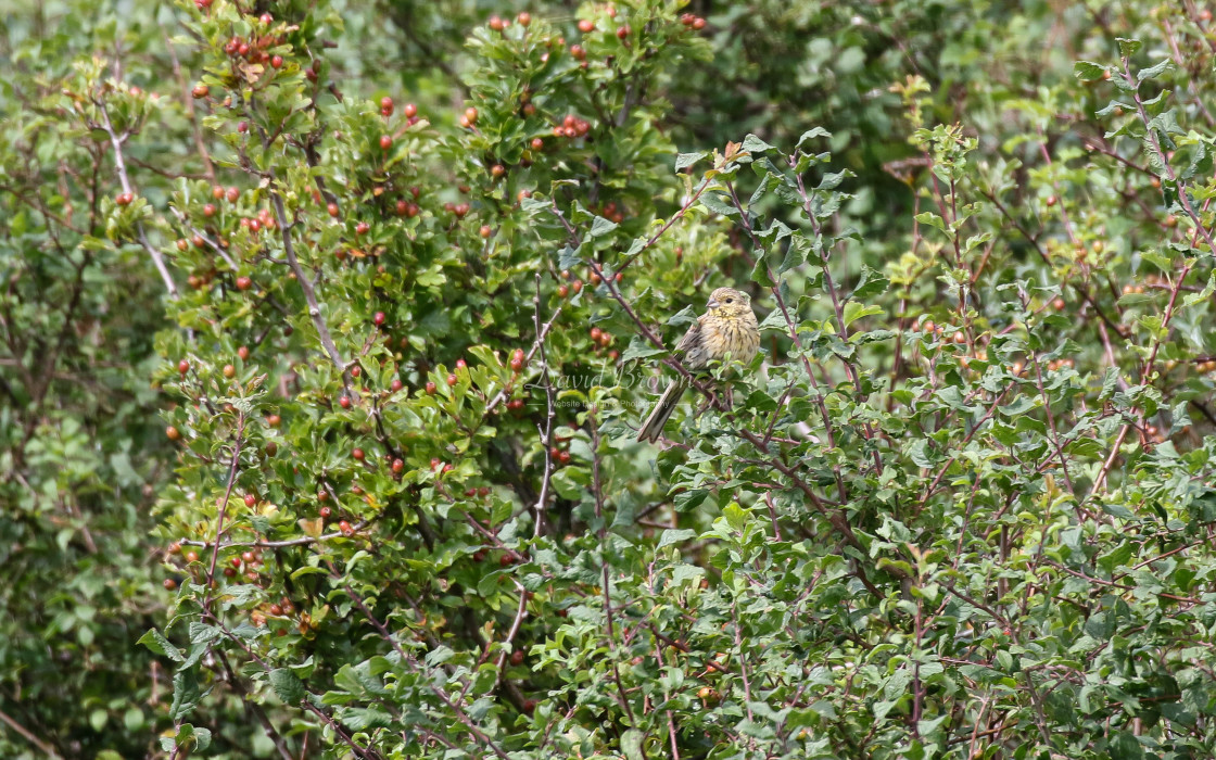 "Cirl Bunting" stock image