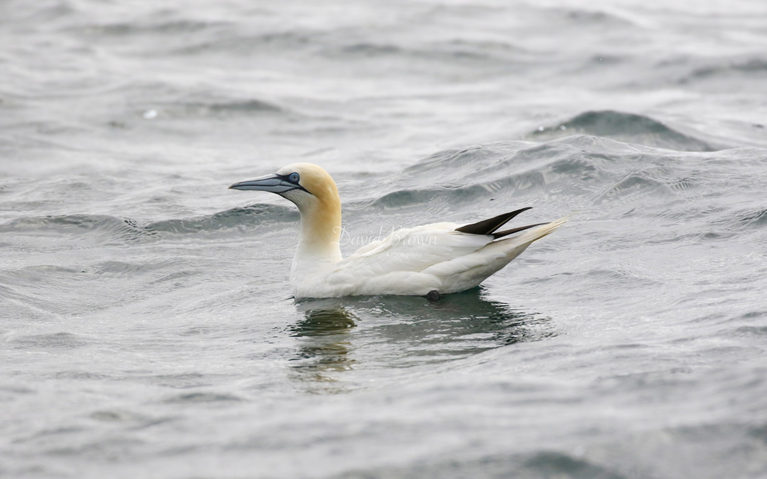 "Gannet" stock image