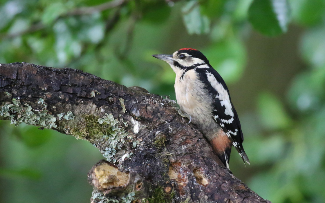 "Great Spotted Woodpecker" stock image