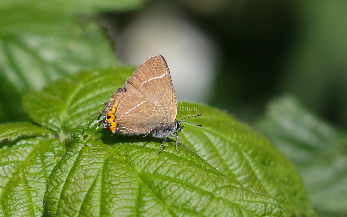 "White-letter Hairstreak" stock image