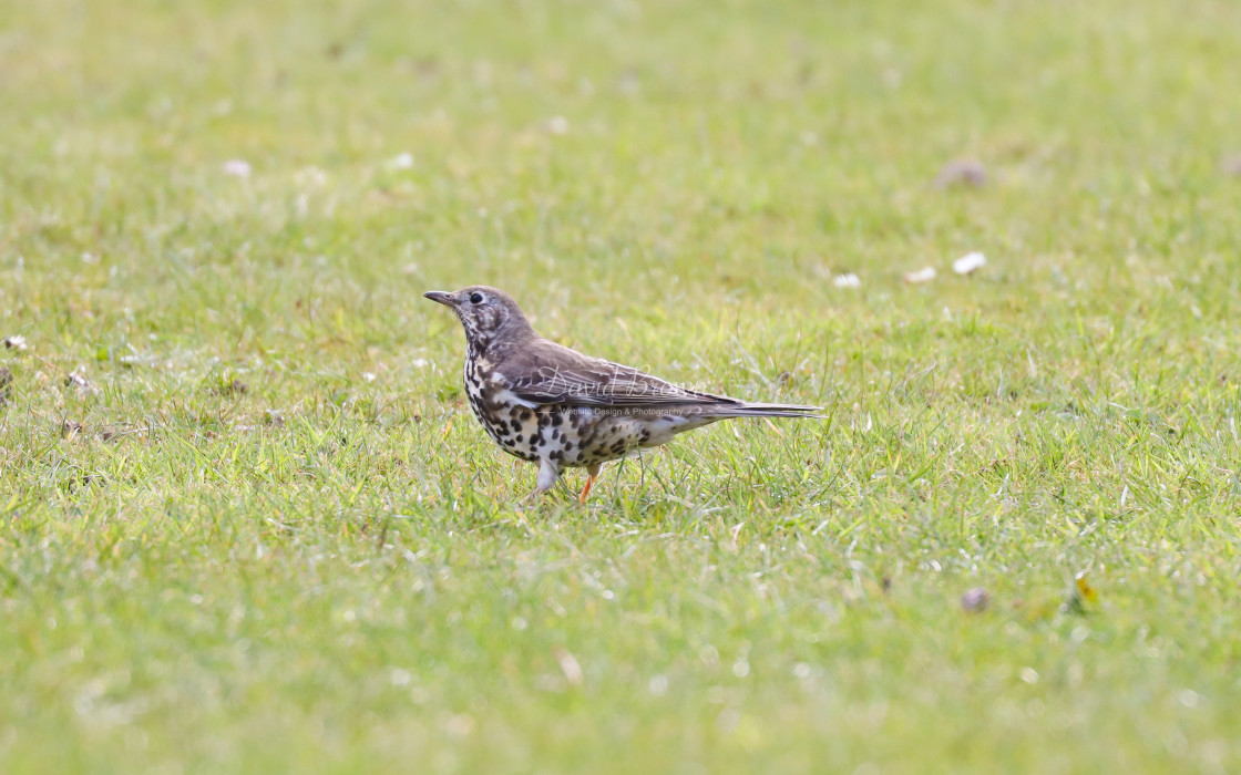 "Mistle Thrush" stock image