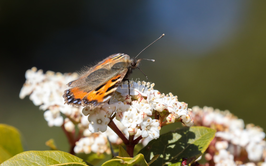 "Small Tortoiseshell" stock image