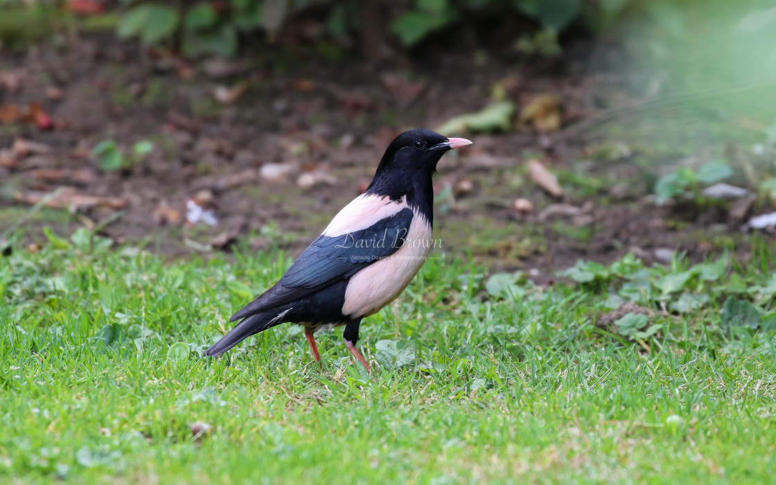 "Rose Coloured Starling" stock image