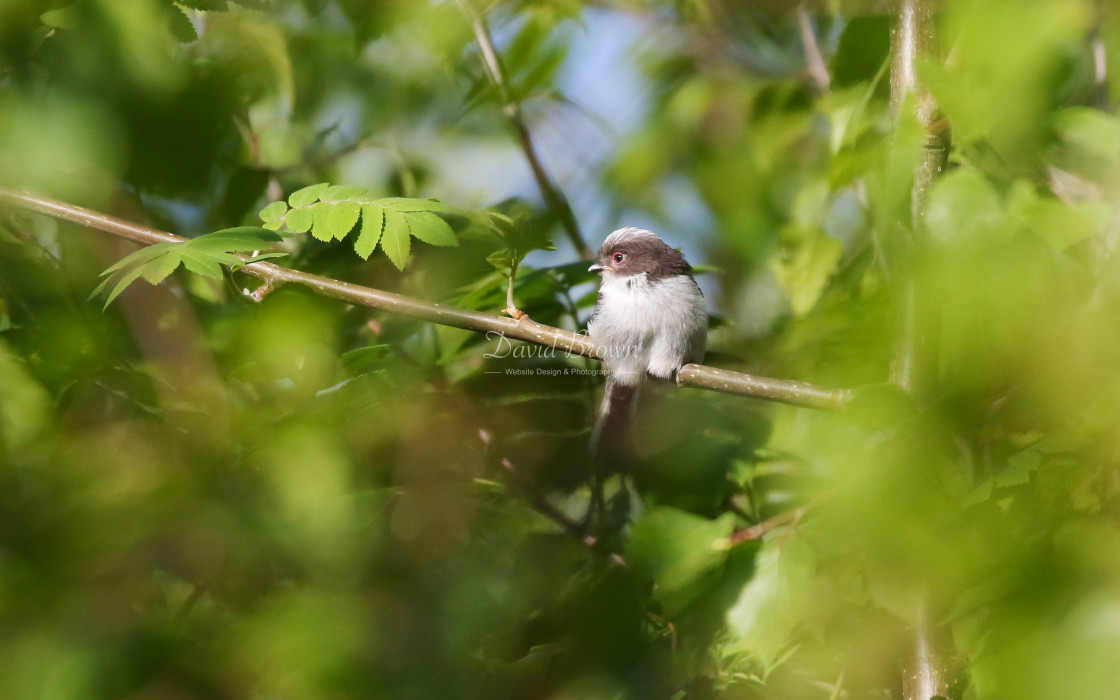 "Long-tailed Tit at Low Barns" stock image