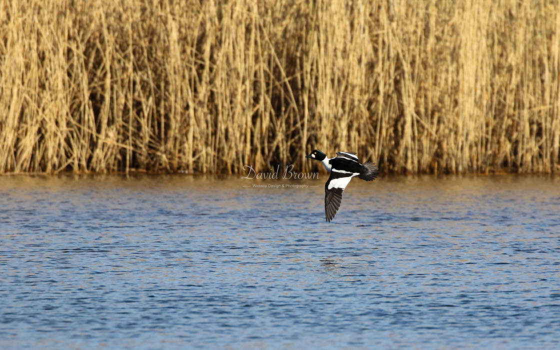 "Goldeneye" stock image