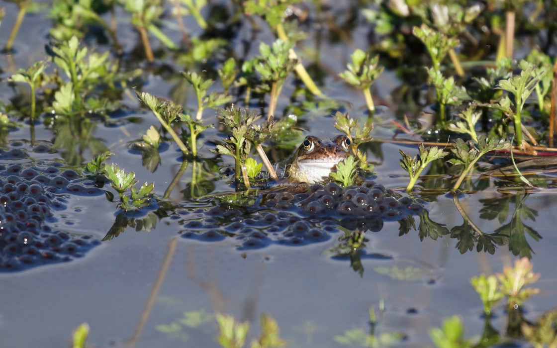 "Common Frog" stock image