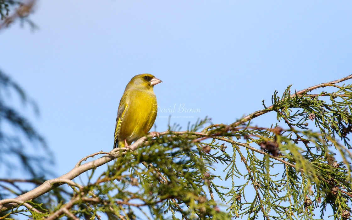 "Greenfinch at Etherley Moor" stock image