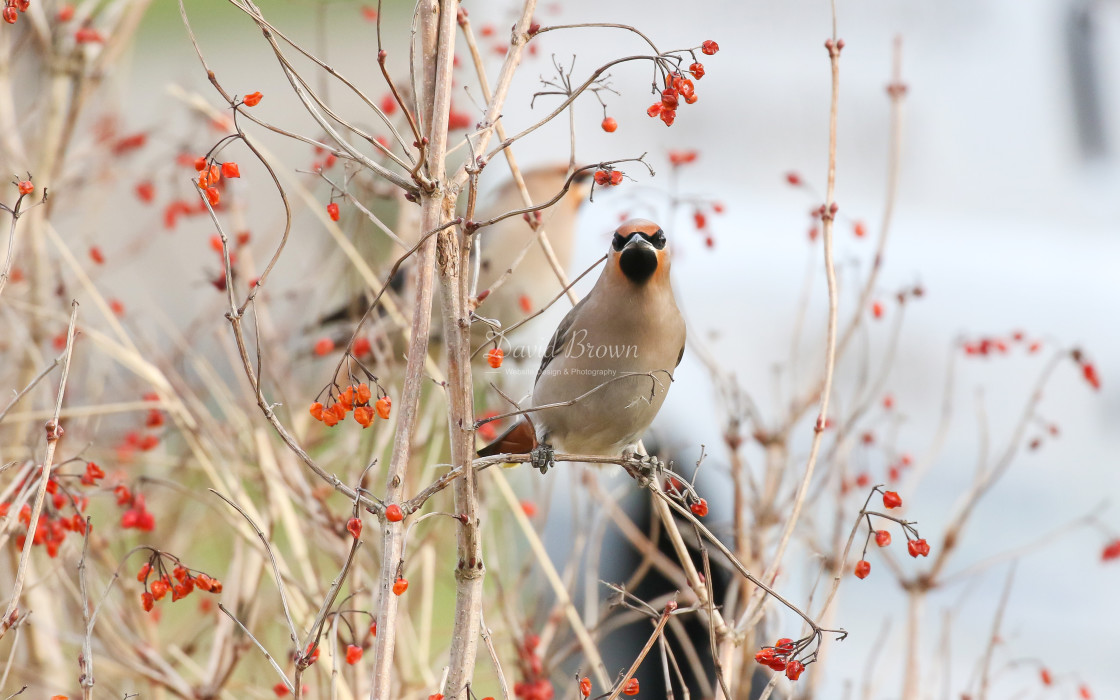 "Waxwing" stock image