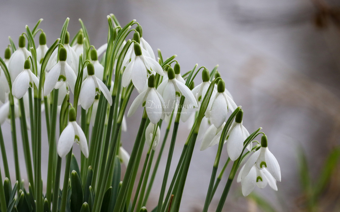 "Snowdrops" stock image