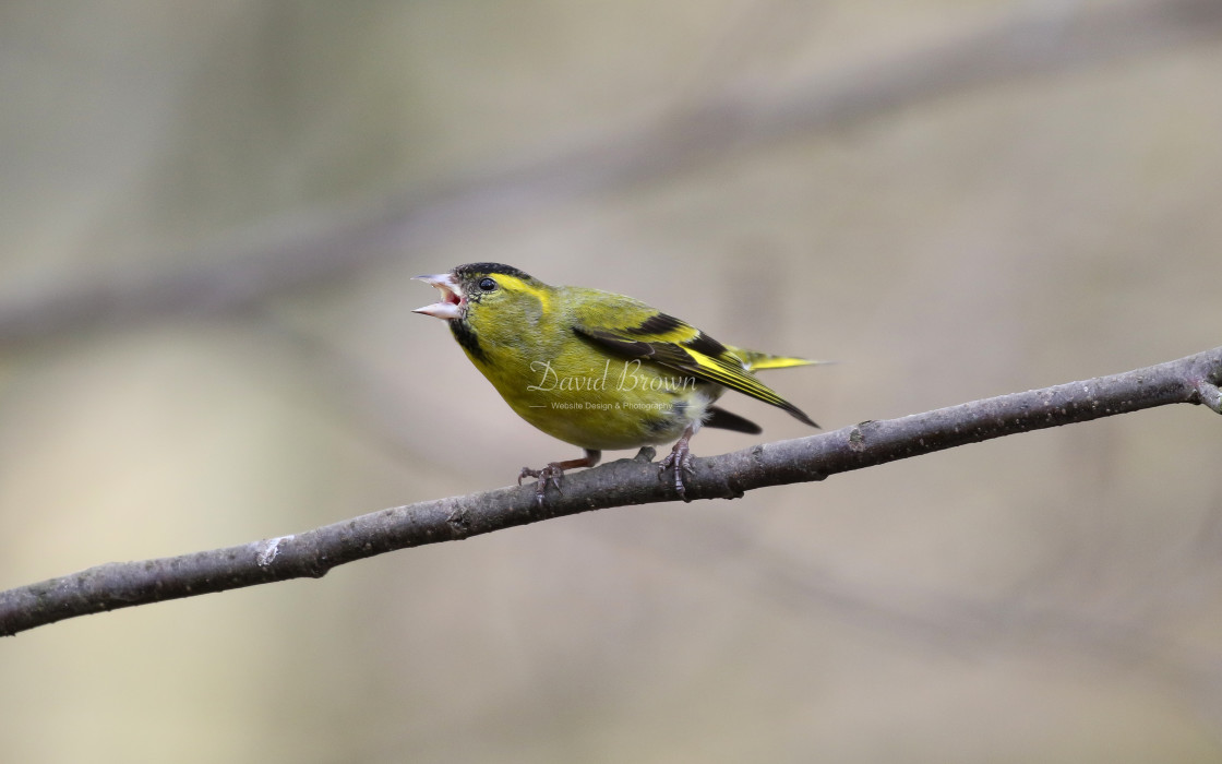 "Siskin" stock image