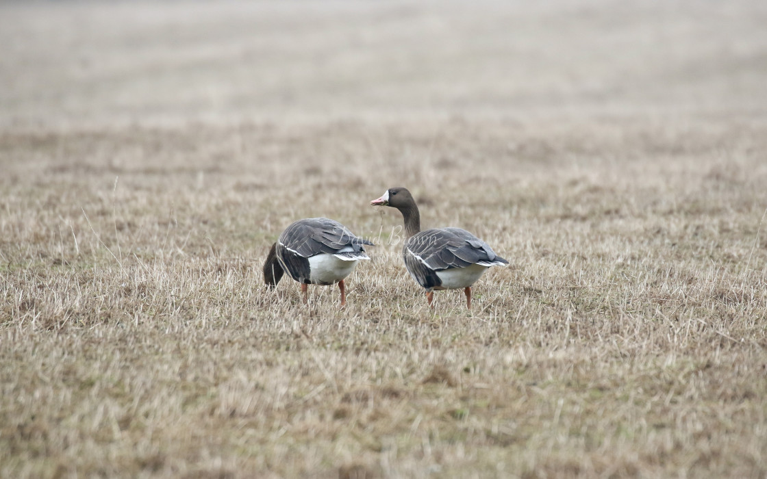 "White-fronted Goose" stock image