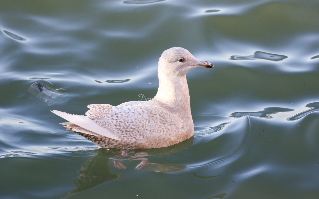 "Iceland Gull" stock image