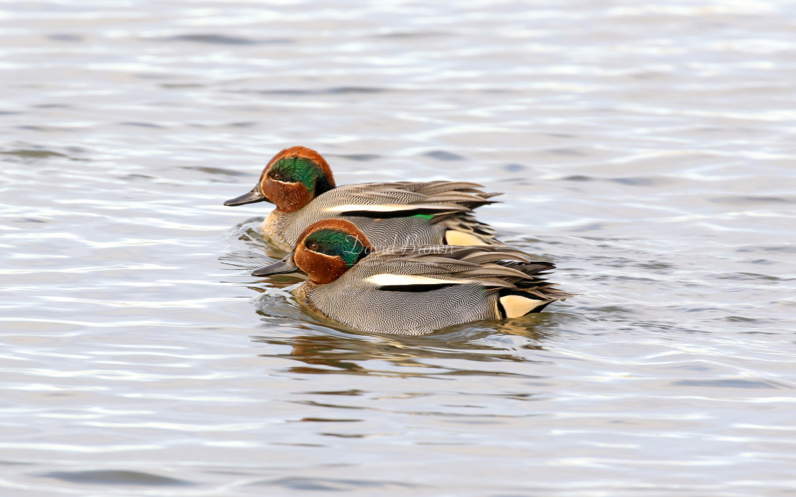 "Common Teal" stock image