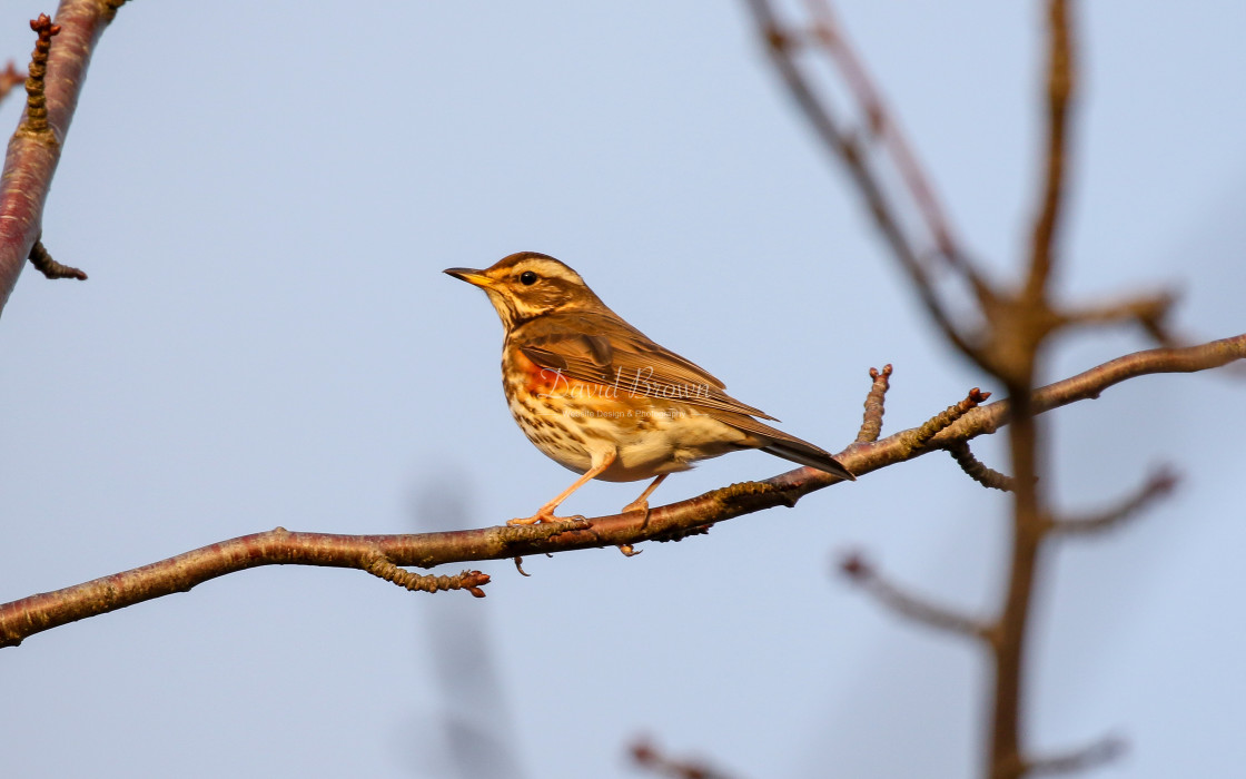 "Redwing" stock image