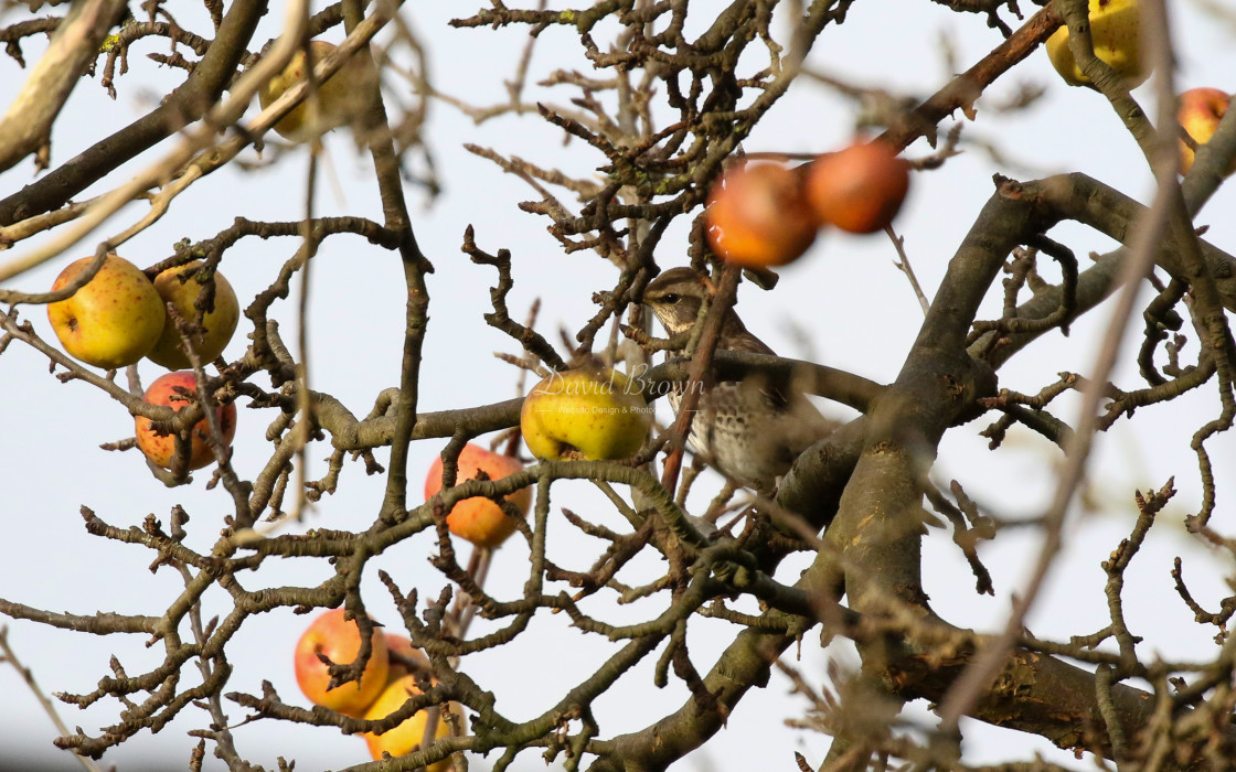 "Dusky Thrush" stock image