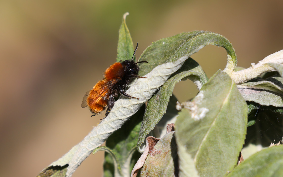 "Tawny Mining Bee" stock image