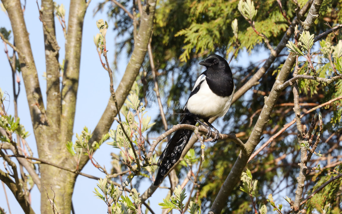 "Magpie" stock image