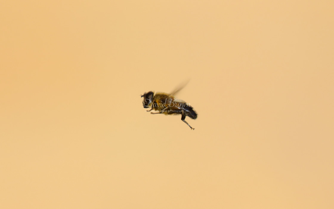 "Common Drone Fly" stock image