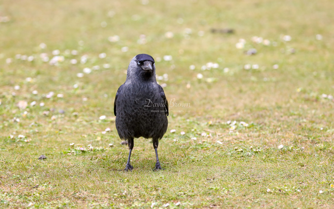 "Jackdaw" stock image