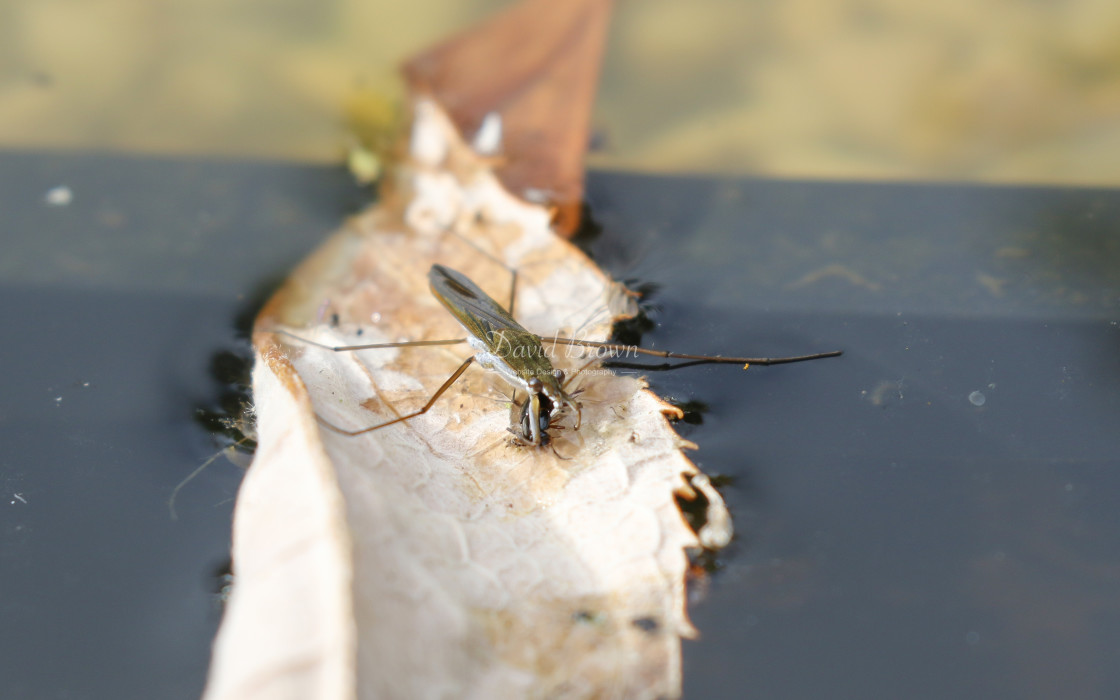 "Pond Skater" stock image