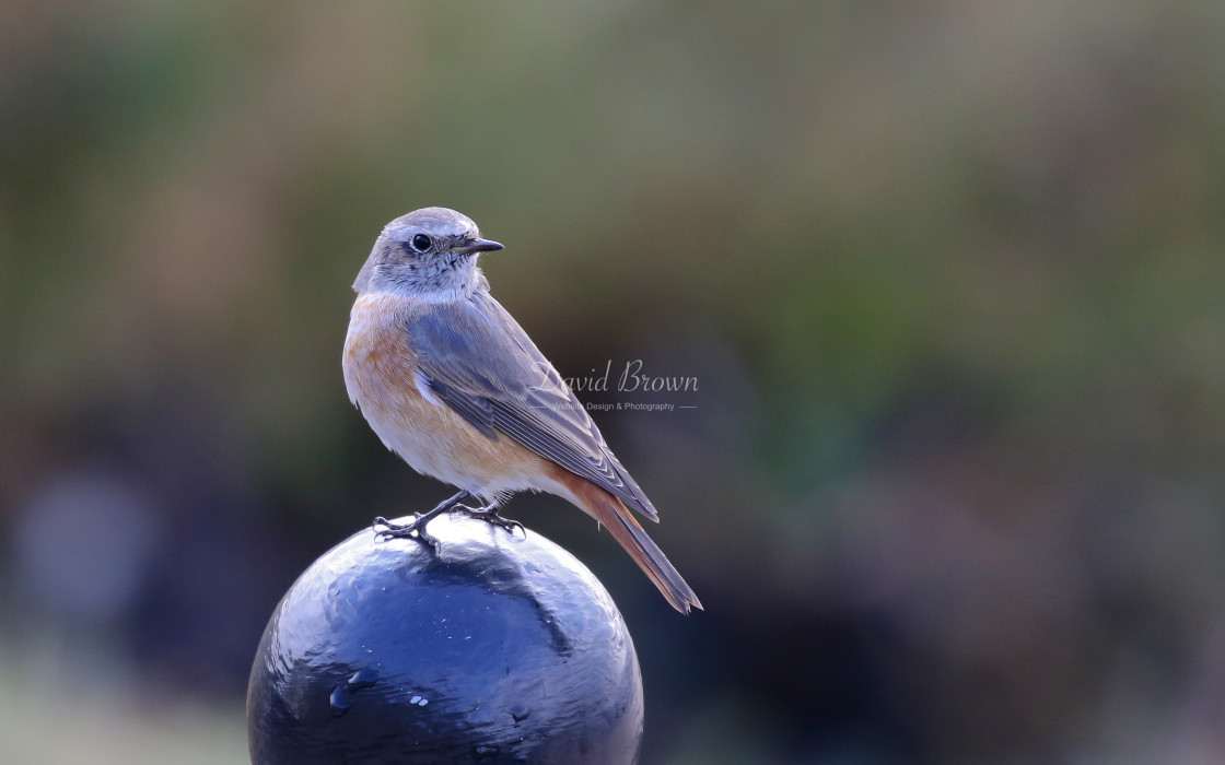 "Common Redstart" stock image