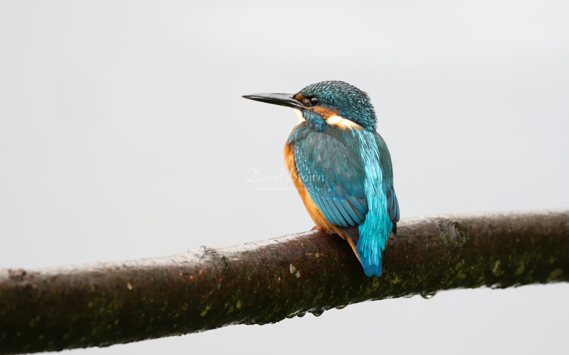 "Kingfisher" stock image