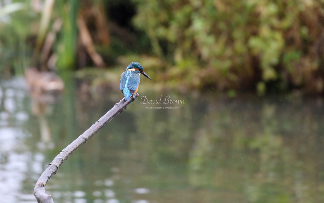 "Kingfisher" stock image