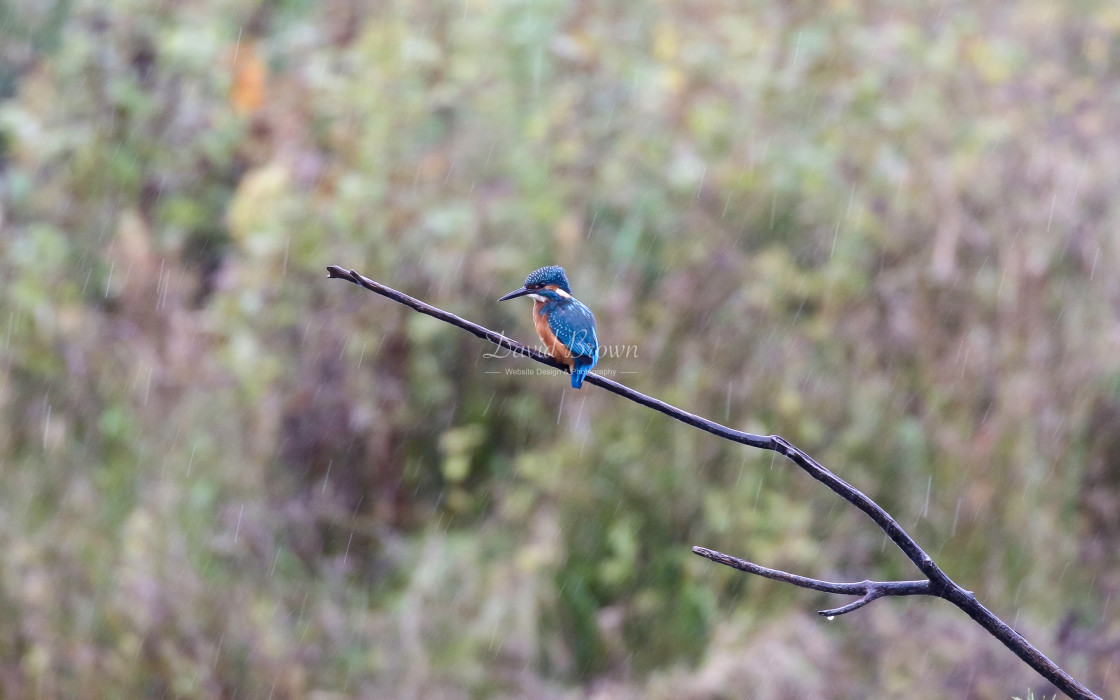 "Kingfisher" stock image