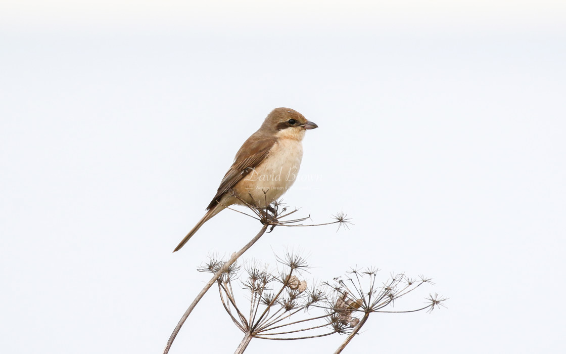 "Daurian Shrike" stock image