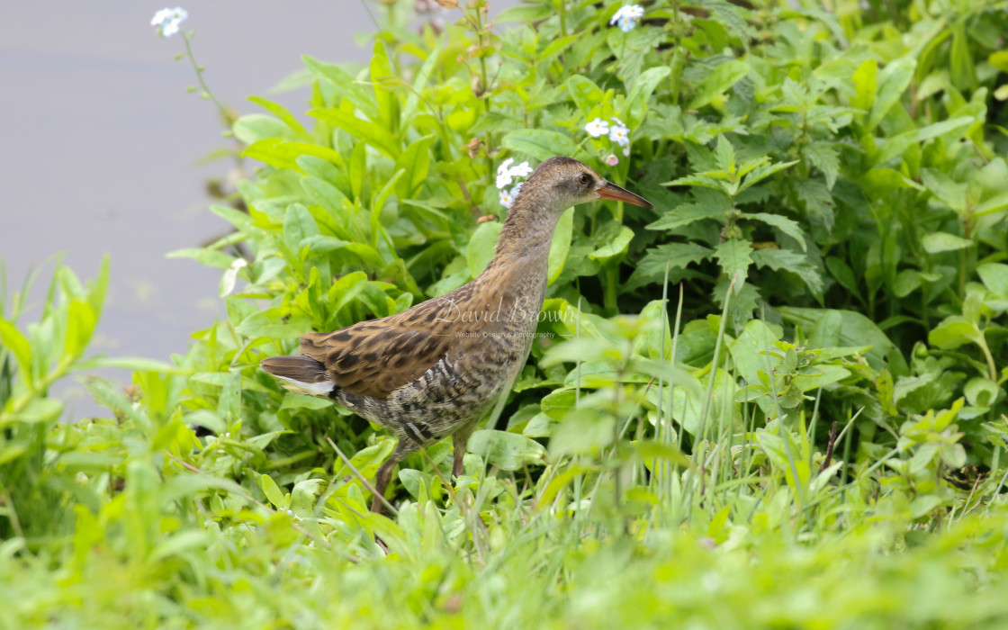 "Water Rail" stock image